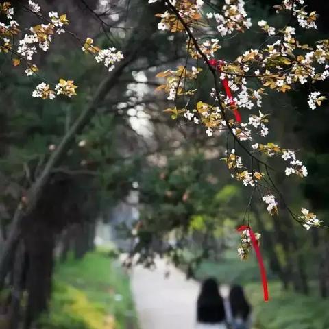 江苏扬州天气,烟雨江南的温柔与变幻 江苏扬州天气,烟雨江南的温柔与变幻